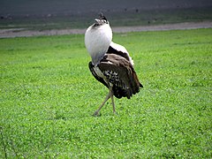 A. k. struthiunculus porūšio patinas Ngorongoro draustinyje (Tanzanija)