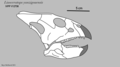 Skull Reconstruction of Liaoceratops yanzigouensis