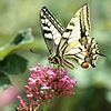 Fecskefarkú lepke (Papilio machaon)