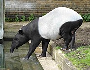 Tapirus indicus