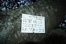 Old sign of famous tree Třešeň u Hošťanky near Slavice, Třebíč, Třebíč District.jpg