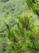 Pinus taiwanensis, Guanwu, Miaoli, Taiwan 05.jpg