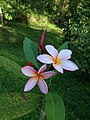 Plumeria rubra (181218-1642)