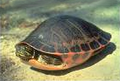 Alabama red-belly turtle (Pseudemys alabamensis)