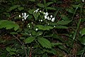 Rubus ursinus