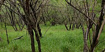 Mesquite woodlands, Sabal Palm Sanctuary, Cameron County, Texas (11 April 2016).