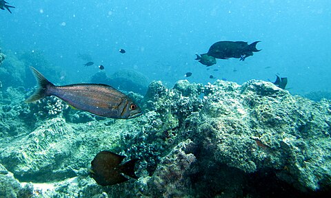 Eungkôt cangah di Turtle Patch, Pulo Sipadan, Sabah, Malaysia (rayek gamba: 3.567 × 2.140)