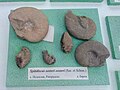 en:Spitidiscus oosteri oosteri (Sarasin & Schondelmayer) Lower en:Barremian, Nedoklan, en:Razgrad Province at the Sofia University "St. Kliment Ohridski" Museum of Paleontology and Historical Geology