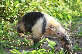 Južni tamandua