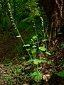 Tellima grandiflora