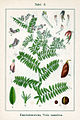 Vicia cassubica vol. 9 - plate 03 in: Jacob Sturm: Deutschlands Flora in Abbildungen (1796)