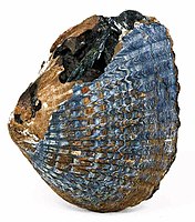 Ce spécimen de vivianite est incrusté dans une coquille de mollusque fossile trouvée sur la péninsule de Kertch en Ukraine, près de la mer Noire. Les deux côtés ont été partiellement remplacés par de la vivianite bleue, formée à partir du calcium et du phosphate présents dans le matériau de la coquille.