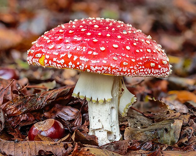 Красный мухомор (Amanita muscaria)