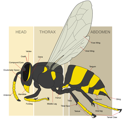 Tabuan biasa saking Éropa, Vespula vulgaris