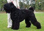 Thumbnail for Black Russian Terrier