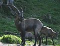 Kall'koza (Capra ibex)