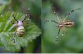 Wespspin (Argiope bruennichi)