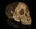 Australopithecus africanus