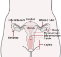 Uter și tuburi uterine.