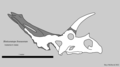Reconstructed skull of Bisticeratops froeseorum