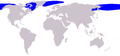 Distribución de la ballena de Groenlandia
