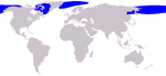 Bowhead whale range