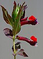 * Nomination: The bat-faced cuphea (Cuphea llavea), in a garden in France. --JLPC 22:33, 12 June 2012 (UTC) * * Review needed