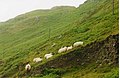 Rebaño de ovejas en Donegal
