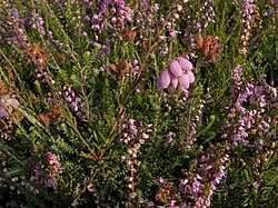 Grīņa sārtene (Erica tetralix)