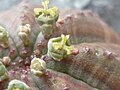 L’Euphorbia obesa est une plante dioïque, donc avec des Cyathes unisexués (ici des cyathes femelles).