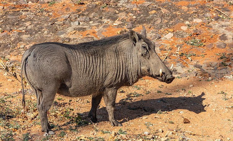 Бородавочник (Phacochoerus africanus)