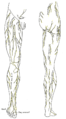 Cutaneous nerves of the right lower extremity. Anterior and posterior views.