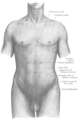 Anatomía de la superficie anterior del tórax y el abdomen