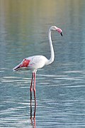 Flamant rose dans la zone humide de Pallikaranai.