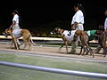 Thumbnail for Greyhound racing