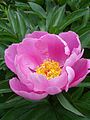 Півоня малочнакветкавая (Paeonia lactiflora)