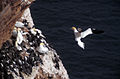 Morus bassanus, Northern Gannet