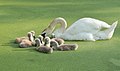 Image 46Mute swan and cygnets on a duckweed-covered pond