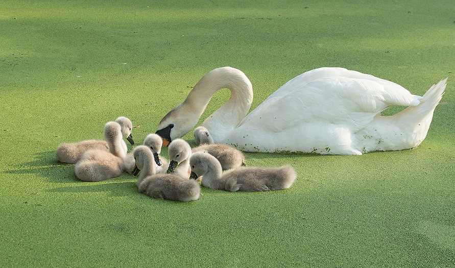 Mute swan and cygnets on duckweed-covered pond