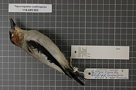 Naturalis Biodiversity Center - RMNH.AVES.35733 1 - Tityra inquisitor erythrogenys (Selby, 1826) - Tyrannidae - bird skin specimen.jpeg