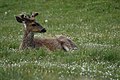 Odocoileus hemionus