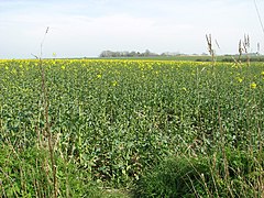 Oilseed rape crop by Red House Farm - geograph.org.uk - 3906498.jpg