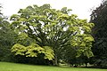 Phellodendron amurense in August