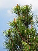 Pinus taiwanensis, Ren’ai Township, Nantou, Taiwan 04.jpg