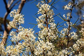 Pretty Grevillea corrugata.jpg