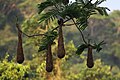 Chestnut-headed oropendola nests