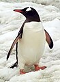 Pingüino de la región polar sur.