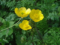 Ranunculus macrophyllus