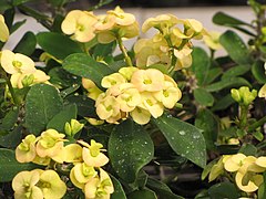 Starr-110209-0847-Euphorbia milii-flowers and leaves-Resort Management Group Nursery Kihei-Maui (24707133919).jpg