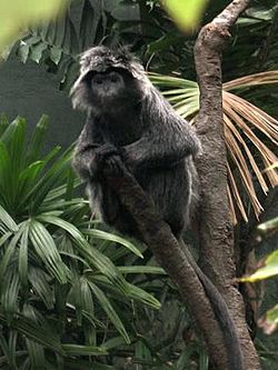 Fekete langur